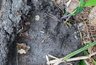 В Пензенской области следы бурого медведя обнаружили рядом с жилыми домами